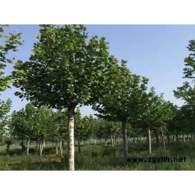 山東**法桐樹苗批發 園林工程綠化苗木 法桐基地 法桐廠家批發