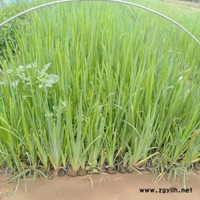 木一花卉 水生鳶尾黃花鳶尾 園林綠化苗木場各種花卉批發(fā)采購