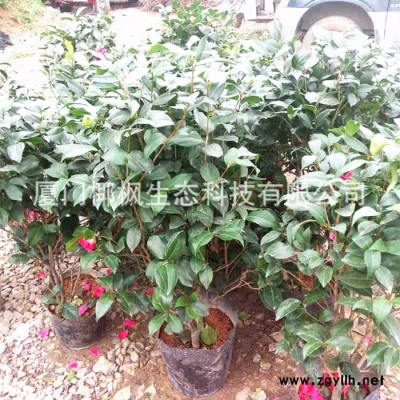 苗農在線批發規格齊全的紅茶花樹苗價格 綠化苗木 貨源廣