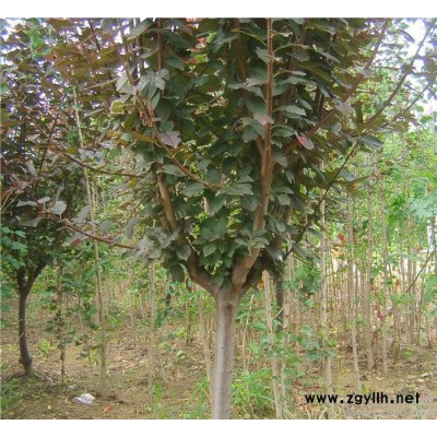 紫葉李 紫葉李小苗 綠化苗木基地直銷 質(zhì)量好價(jià)格低