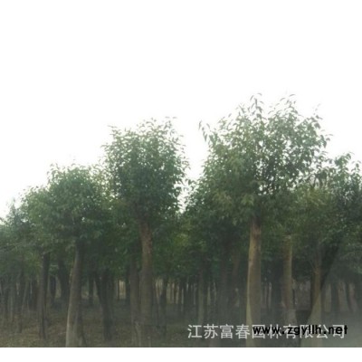 小區(qū)庭院綠化苗木-香樟樹(shù) 移栽香樟，別稱(chēng)樟、香樟，江蘇富春園林苗圃種植基地大量現(xiàn)貨出售，樹(shù)形好規(guī)格全價(jià)格低，歡迎采購(gòu)批發(fā)