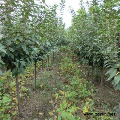 山東綠化苗木基地  早晚 櫻花 批發(fā)櫻花樹苗 庭院園林綠化工程苗