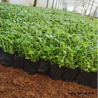木一花卉 綠化苗木綠化草花地被菊 室內(nèi)外各種花卉批發(fā)采購