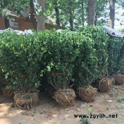 綠化苗木衛矛球，苗圃種植基地大量現貨出售，價格低品種優貨源足，江蘇沭陽富春園林大量供應各種規格工程花木，歡迎前來采購批發