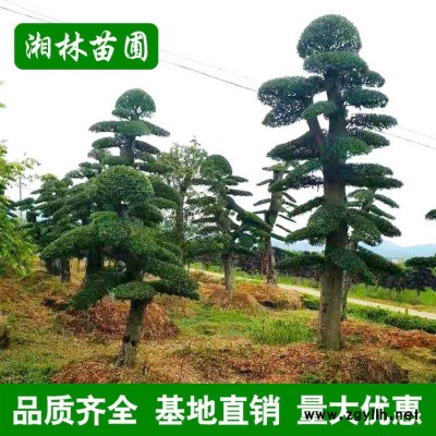 造型榆樹園林工程綠化苗木 高品質(zhì)榆樹大苗批發(fā)