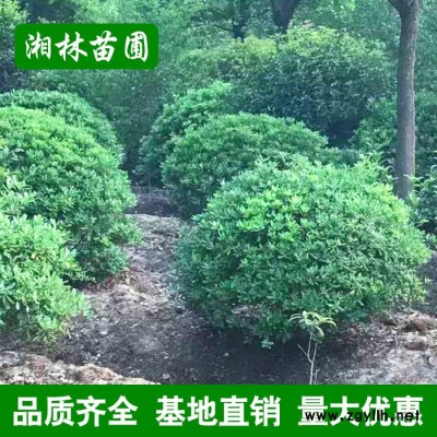 海棠海桐球 海棠大球 工程綠化苗 **花苗 綠化苗木 基地直銷