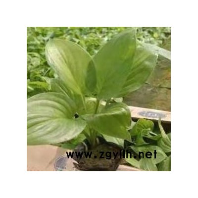 東輝 盆栽植物花卉 綠化苗木紫玉簪 室內外各種花卉批發采購