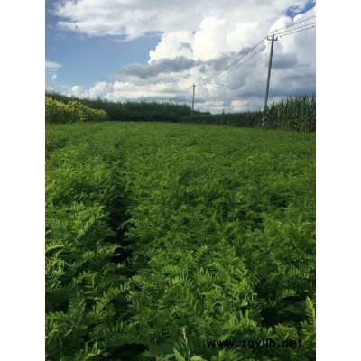 專業種植銷售紫穗槐施工包成活 綠化施工方案綠化苗木價格表,大量供應紫穗槐批發綠化樹苗