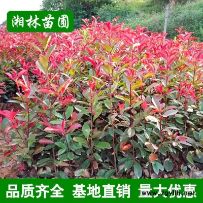 苗木基地紅葉石楠苗 綠化苗木 紅葉石楠 獨桿紅葉石楠各種規格