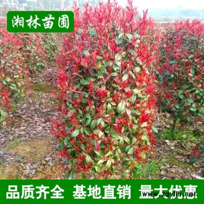 綠化苗木 紅葉石楠 紅葉石楠球柱  顏色艷麗 造型好看