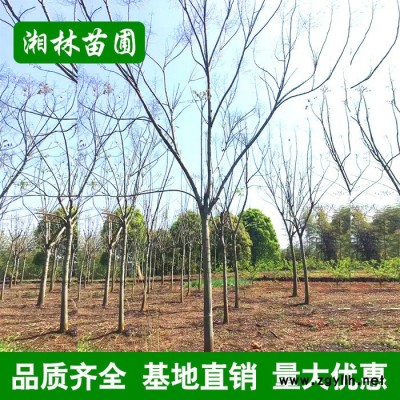 基地直銷 欒樹 **欒樹 各種規格欒樹 園林綠化苗木 批發