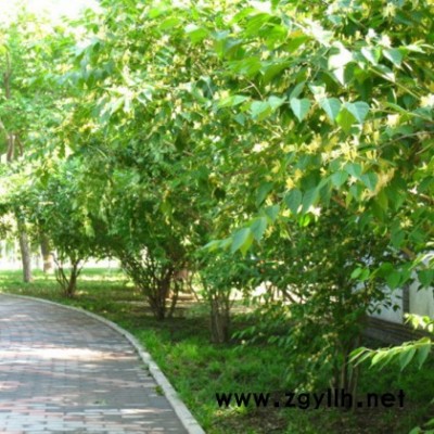 產(chǎn)地直銷(xiāo)供應(yīng)金銀木金銀花 苗圃大量出售現(xiàn)挖現(xiàn)賣(mài)工程苗木、綠化苗木金銀木（金銀忍冬