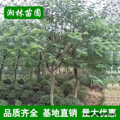 合歡樹苗金合歡**合歡樹10公分 各種工程綠化苗木 基地直銷