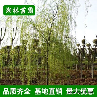 基地綠化苗木垂柳 金絲垂柳 綠化工程 行道樹 庭院專用