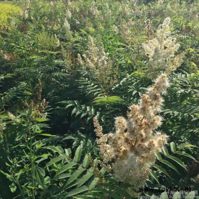 珍珠梅  綠化苗木 高60-150CM  規格齊全