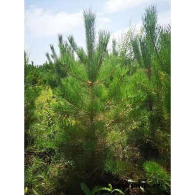綠化用樟子松 康保豐盛苗木 防護樹 庭蔭樹 綠化苗木