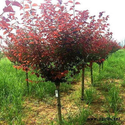 山東綠化苗木基地   美人梅 梅花 規(guī)格齊全 價(jià)格低廉 發(fā)貨速度快