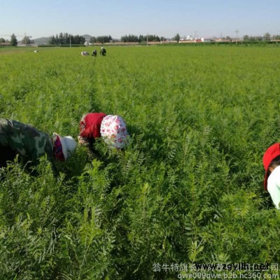 大量供應綠化苗木文冠果苗，基地實生苗 非假植高成活