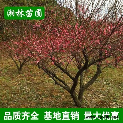 低價(jià)批發(fā)園林綠化苗 臘梅樹 紅梅等彩色花卉 綠化苗木商