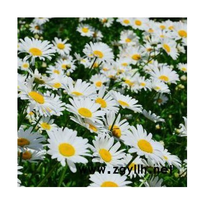 木一花卉 綠化苗木時令草花大濱菊 室內(nèi)外各種花卉批發(fā)采購