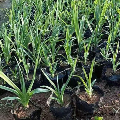 木一花卉 綠化苗木綠化草種大花萱草 室內(nèi)外各種花卉批發(fā)采購
