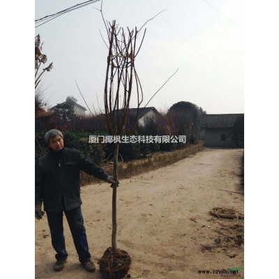 錦帶花供應 錦帶花價格 錦帶花行情 錦帶花報價 錦帶花信息
