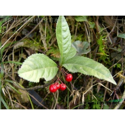 基地供應 觀葉觀花金葉蕕 彩葉灌木 綠化庭院綠植 園林地被色塊苗 金葉蕕杯苗 小苗 歡迎來電咨詢