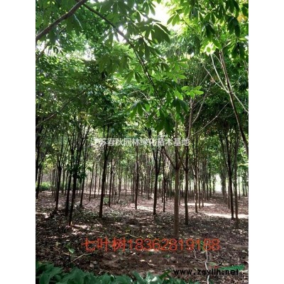 紅葉小檗基地/價格/圖片/產地/行情30--70高