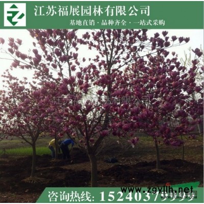 紅葉小檗7供應/紅葉小檗7圖片