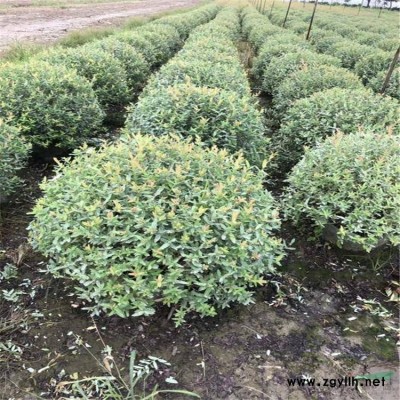 基地直銷 紫葉小檗 規格* 品種多工程用苗 價格優惠 別墅景觀紅葉小檗色塊工程小苗歡迎來電