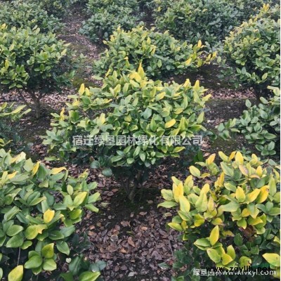紅王子錦帶價格_紅王子錦帶產(chǎn)地_紅王子錦帶綠化苗木苗圃基地