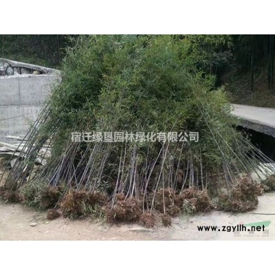 江蘇木槿價格 紅花木槿價格 木槿供應(yīng) 木槿基地
