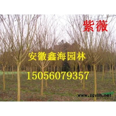 常年低價(jià)供應(yīng)紫荊 香樟 三角楓 烏桕 樸樹 無患子 桂花