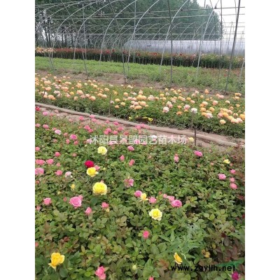 叢生紫荊花樹苗什么時候栽？