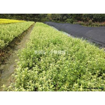 成都紫荊批發基地  2018紫荊價格趨勢