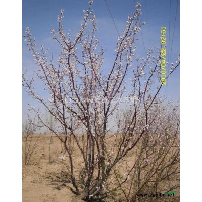 山西供應(yīng)50公分紅葉小檗價(jià)格 50公分紅葉小檗圖片產(chǎn)地行情