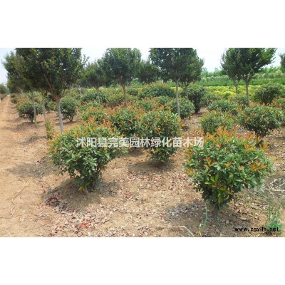 江蘇紅葉小檗100公分35元每株
