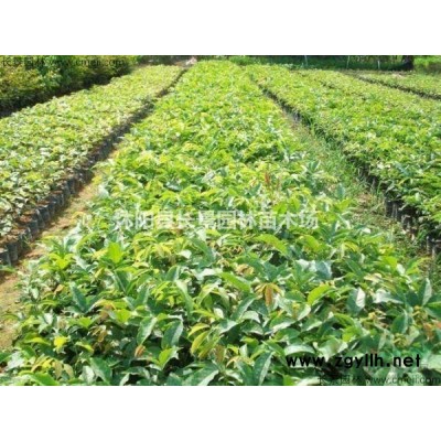 80公分紅葉小檗球批發(fā)市場(chǎng)