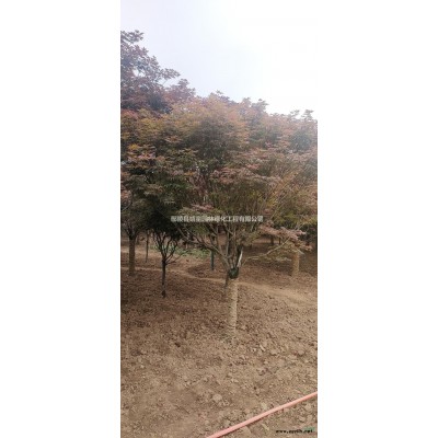 叢生紫荊基地 紫荊批發(fā) 叢生紫荊價格 叢生紫荊直銷