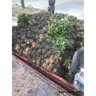 紫荊叢生苗，優(yōu)質(zhì)的紫荊苗批發(fā)8000棵，大小有蓬型好分支均勻