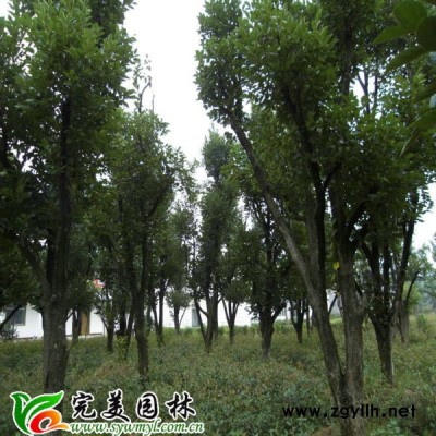 江蘇紅葉小檗能做盆景嗎