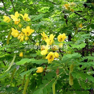 紅葉小檗圖片