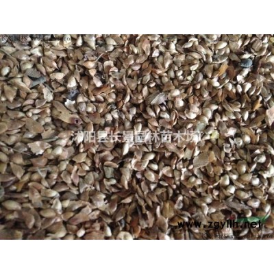 1.2米紅葉小檗球供應(yīng)商