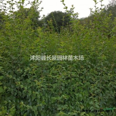 80公分紅葉小檗球報(bào)價(jià)單