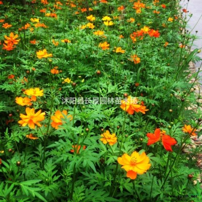 1.2米紅葉小檗球工廠