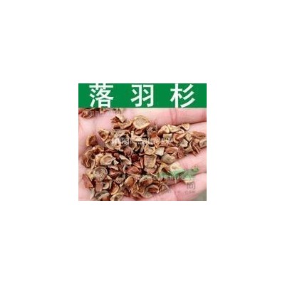 1.2米紅葉小檗球大量批發