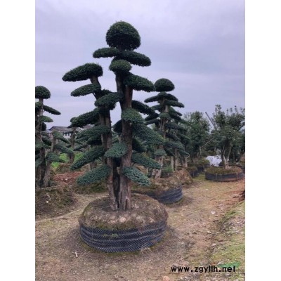 木槿，叢生木槿，單桿木槿花