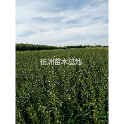 黑龍江哈爾濱苗圃出售工程苗；珍珠繡線菊 四季錦帶，紅花王子錦帶承接小區(qū)綠化養(yǎng)護(hù)提供綠化工程用苗