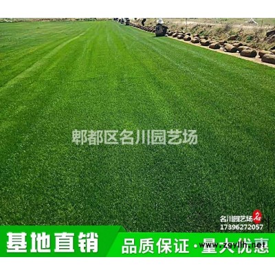 叢生紫荊批發(fā)基地_巴桿紅價(jià)格_叢生滿條紅報(bào)價(jià)_供應(yīng)紫荊樹(shù)_園林綠化苗木_苗圃直供