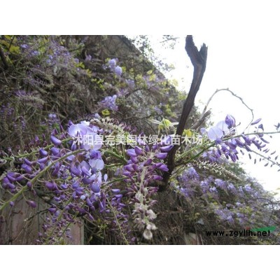 紅葉小檗介紹 江蘇紅葉小檗特征/用途